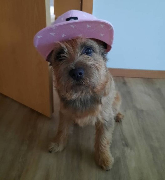 15 Pictures That Prove Cairn Terriers Are Perfect Weirdos 10