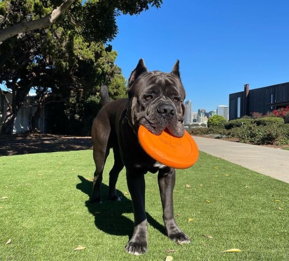 16 Pictures That Prove Cani Corsi Are Perfect Weirdos 10