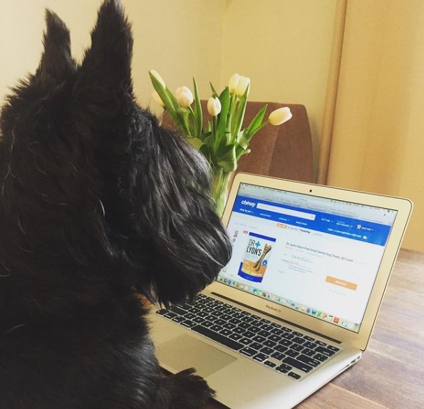 15 Pictures That Prove Scottish Terriers Are Perfect Weirdos 10