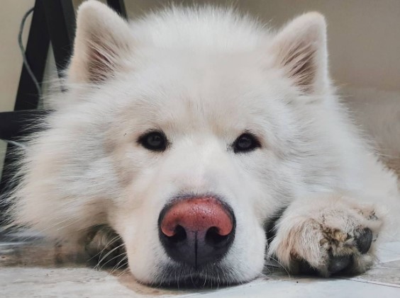 16 Pictures That Prove Samoyeds Are Perfect Weirdos 10
