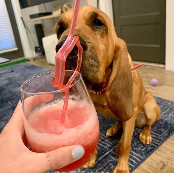 15 Pictures That Prove Bloodhounds Are Perfect Weirdos 10