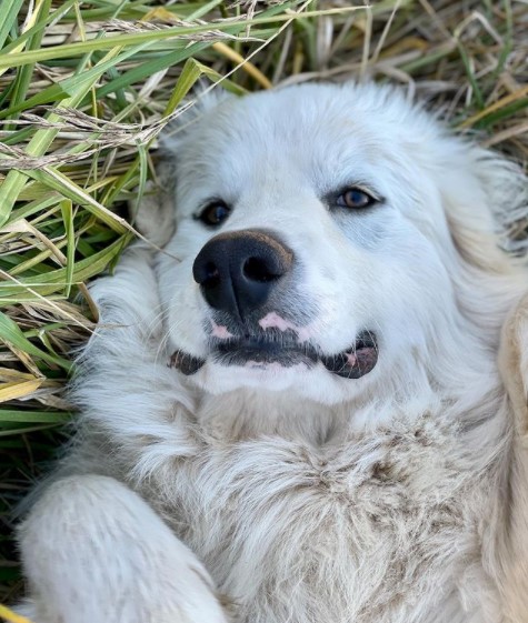 15 Pictures That Prove Great Pyrenees Are Perfect Weirdos 10