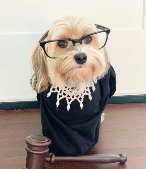 15 Pictures That Prove Havanese Dogs Are Perfect Weirdos 10