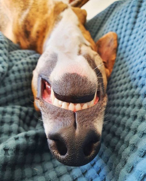 15 Pictures That Prove Whippets Are Perfect Weirdos 10