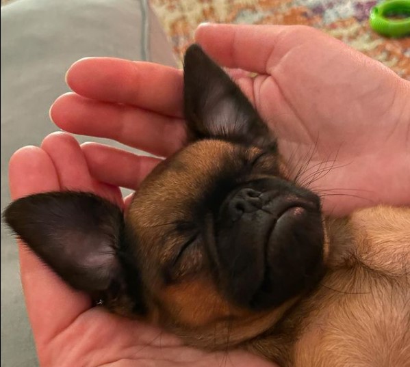 15 Pictures That Prove Brussels Griffons Are Perfect Weirdos 9