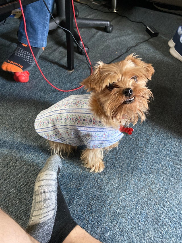 15 Realities That New Yorkie Owners Must Accept 10