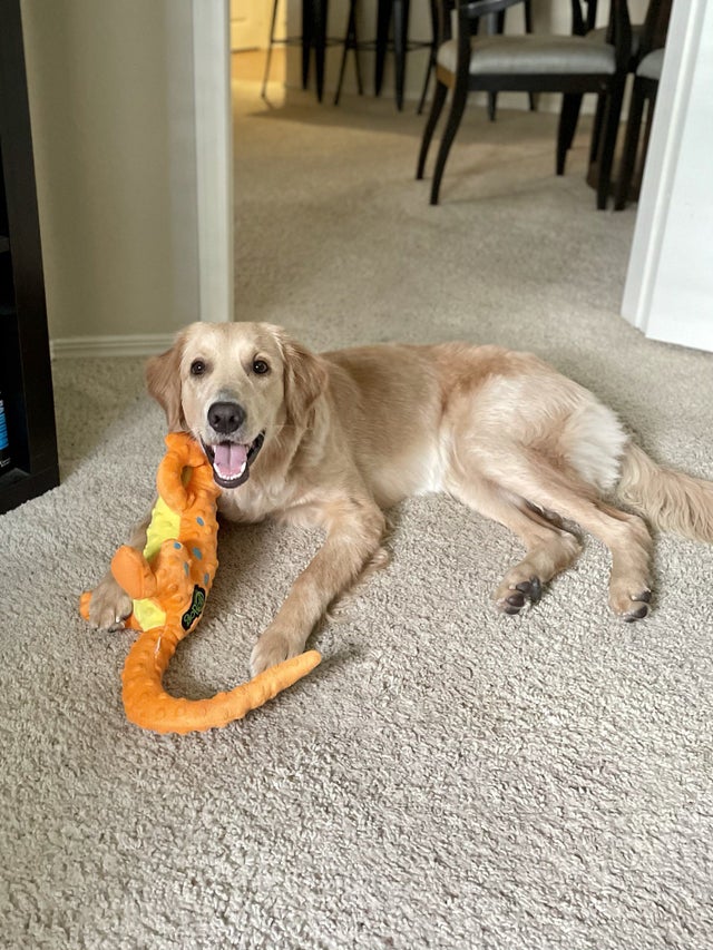 15 Things Only Golden Retriever Owners Will Understand 10