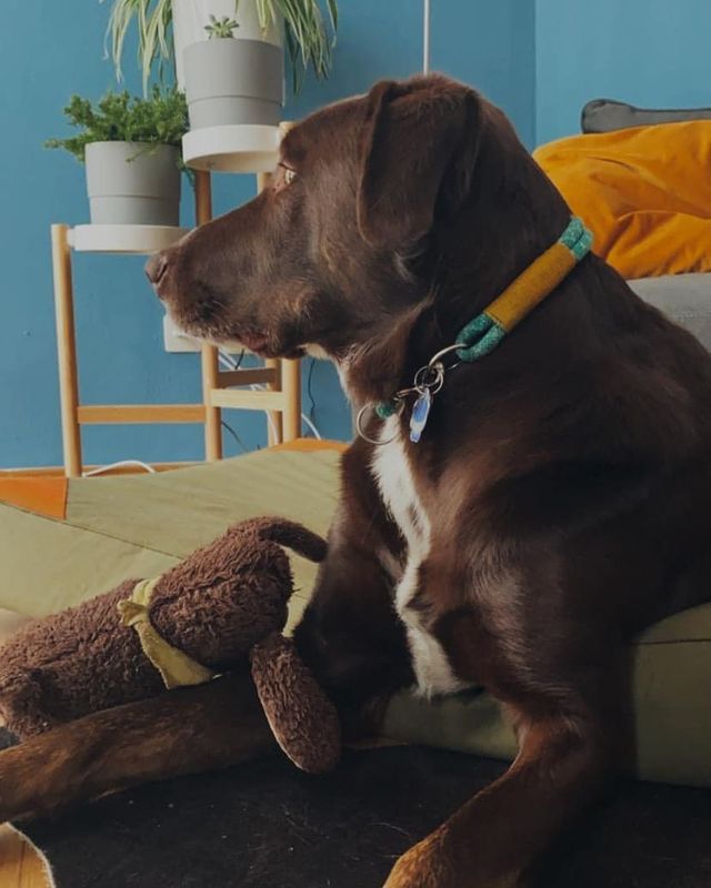 15 Realities That New Labrador Owners Must Accept 10