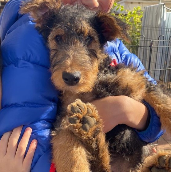 15 Pictures That Prove Airedale Terriers Are Perfect Weirdos 10