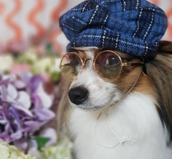 15 Pictures That Prove Papillons Are Perfect Weirdos 10