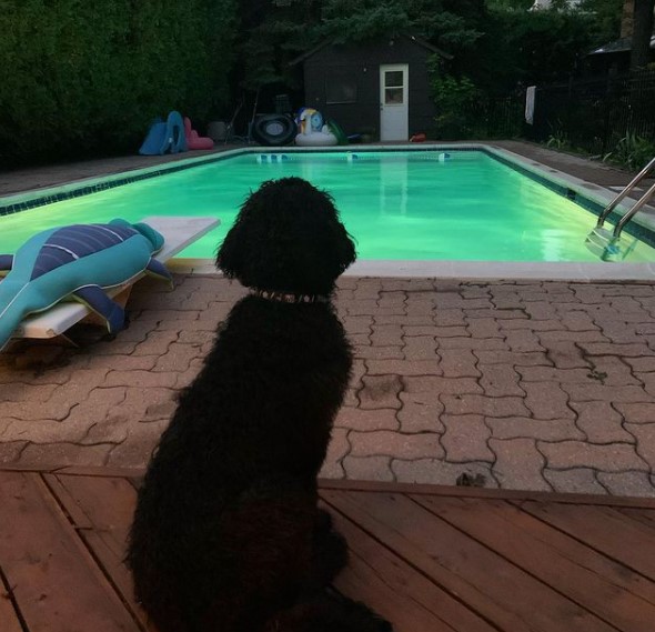 15 Pictures That Prove Portuguese Water Dogs Are Perfect Weirdos 10
