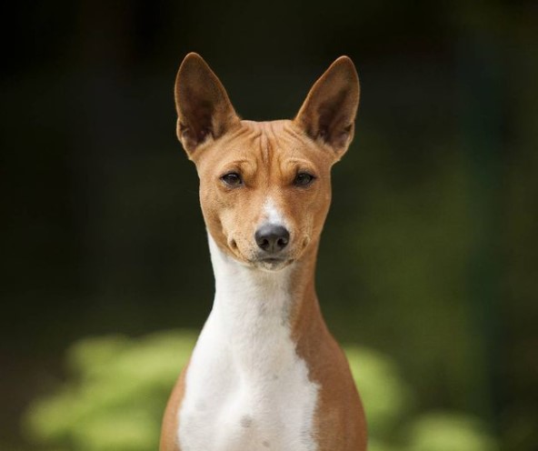15 Pictures That Prove Basenjis Are Perfect Weirdos 10