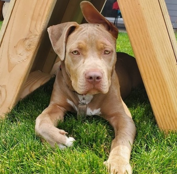 15 Pictures That Prove Pit Bulls Are Perfect Weirdos 10