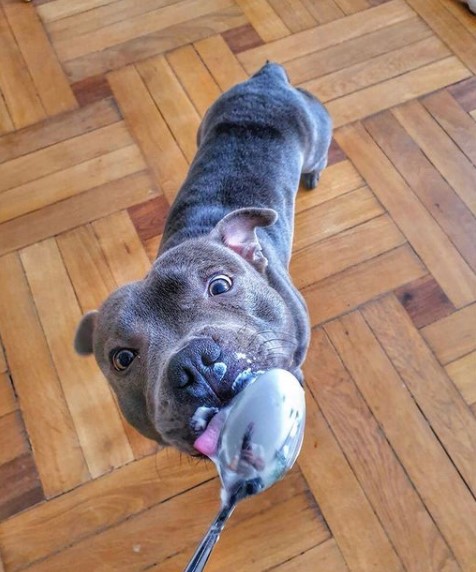 15 Pictures That Prove Staffordshire Bull Terriers Are Perfect Weirdos 10