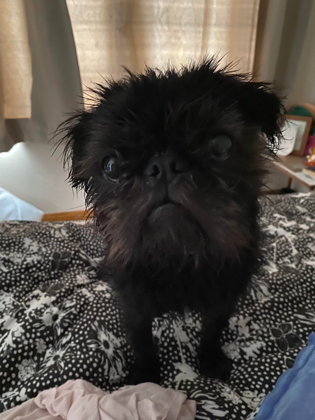 15 Realities That New Pug Owners Must Accept 10