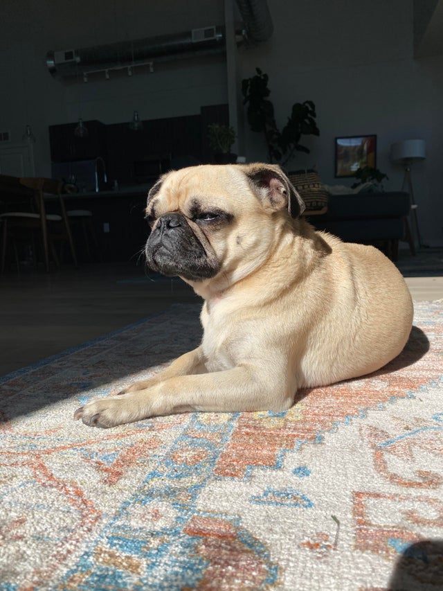 15 Things Only Pug Owners Will Understand 10