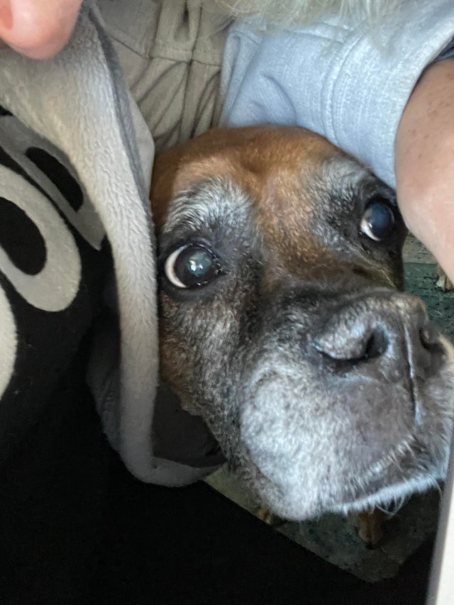 15 Things Only Boxer Owners Will Understand 10