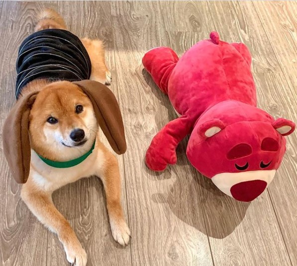 15 Pictures That Prove Shiba Inu Are Perfect Weirdos 10