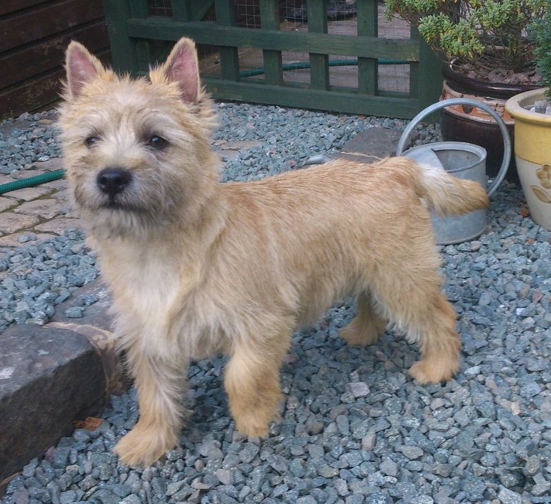 Cairn Terrier 28