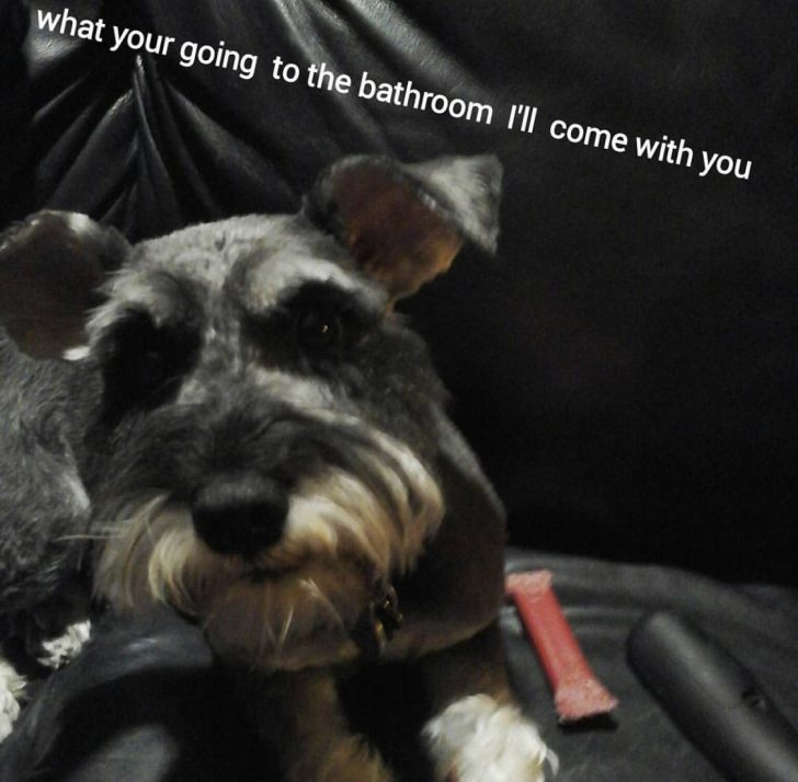 15 Funny Schnauzer Memes To Make Your Day 10