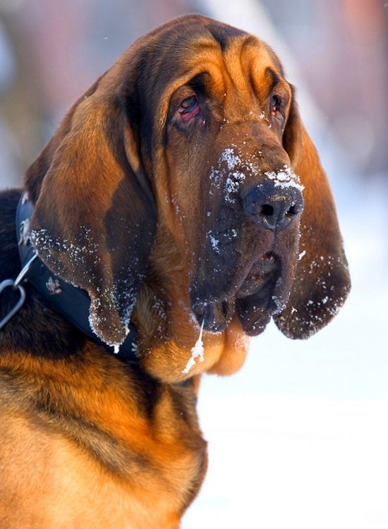 Bloodhound 27