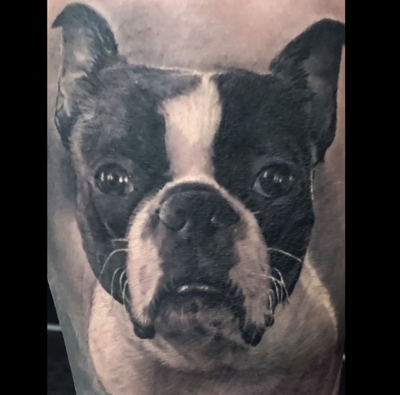 16 Boston Terrier Tattoo Ideas 9
