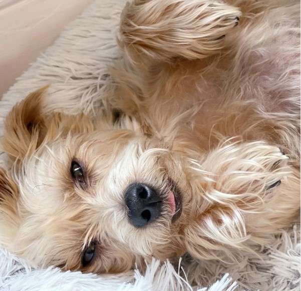 16 Pictures That Prove Yorkies Are Perfect Weirdos 10