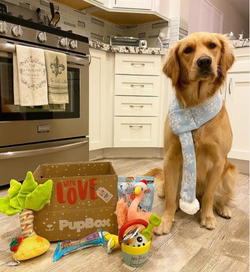 15 Pictures That Prove Golden Retrievers Are Perfect Weirdos 10