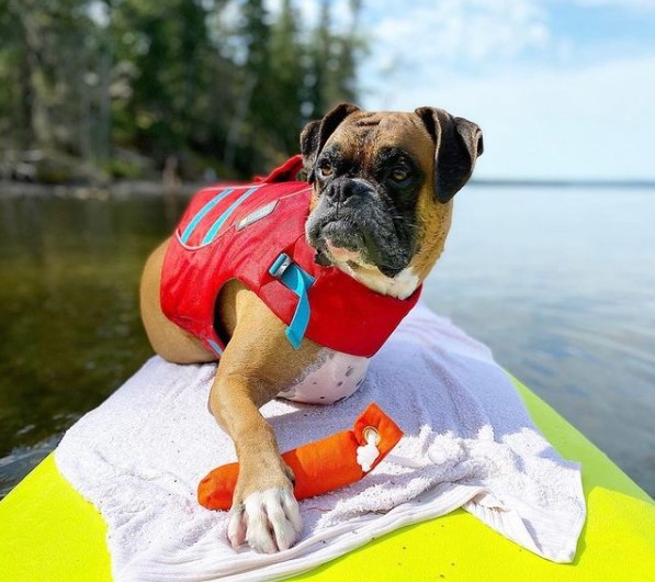 16 Pictures That Prove Boxers Are Perfect Weirdos 9