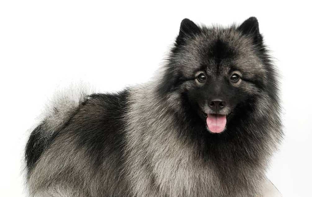 15 Cool Facts About Keeshonds