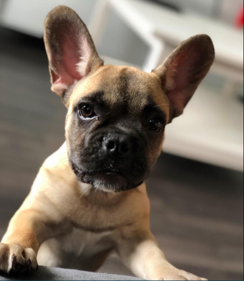 16 Pictures That Prove French Bulldogs Are Perfect Weirdos 11