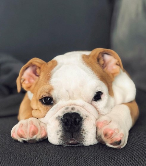 15 Pictures That Prove English Bulldogs Are Perfect Weirdos 11 15 Pictures That Prove English Bulldogs Are Perfect Weirdos 11