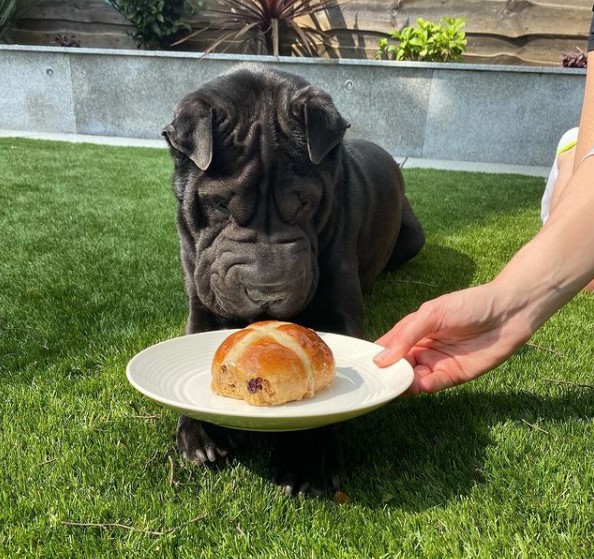 15 Pictures That Prove Shar Peis Are Perfect Weirdos 10