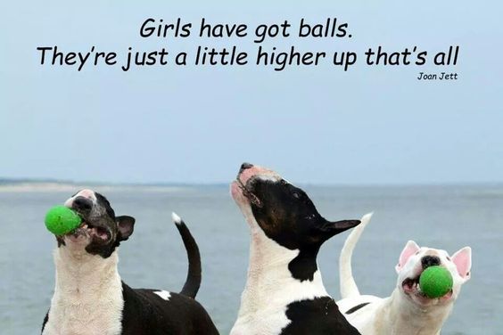 15 Funny Bull Terrier Memes To Make Your Day 10