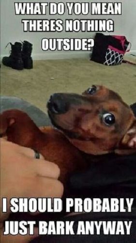15 Funny Dachshund Memes To Make Your Day 10