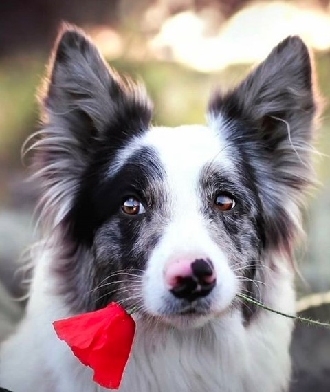 15 Pictures That Prove Border Collies Are Perfect Weirdos 10 15 Pictures That Prove Border Collies Are Perfect Weirdos 10