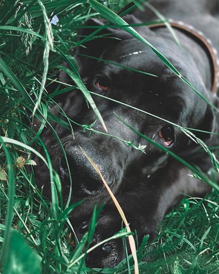 15 Pictures That Prove Great Danes Are Perfect Weirdos 10