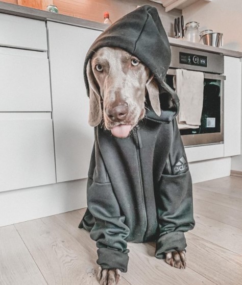 16 Pictures That Prove Weimaraners Are Perfect Weirdos 10