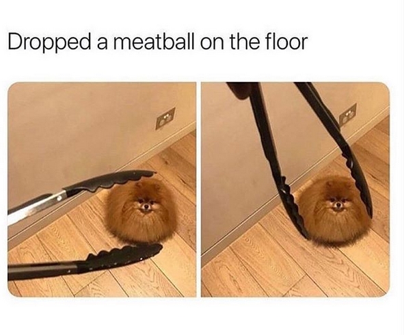 15 Funny Pomeranian Memes To Make Your Day 10