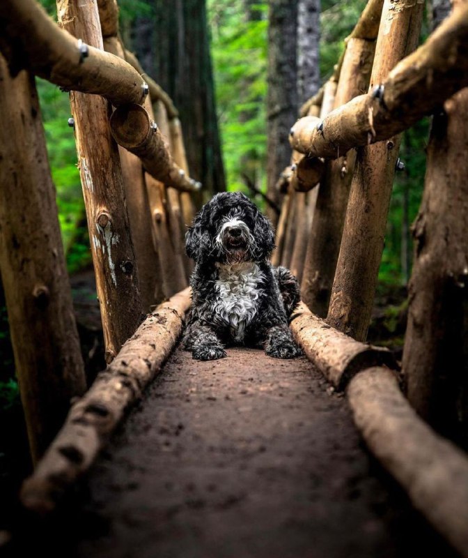 Portuguese Wasserhund or Portuguese Water Dog 34