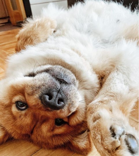 15 Pictures That Prove Chow Chows Are Perfect Weirdos 10