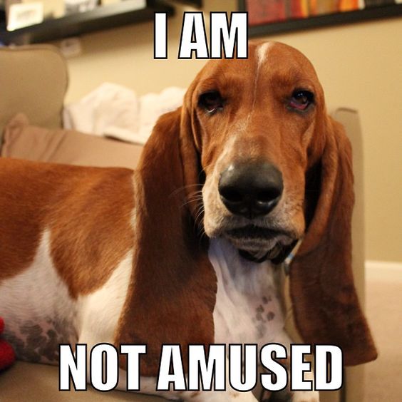 15 Funny Basset Hound Memes To Make Your Day 10