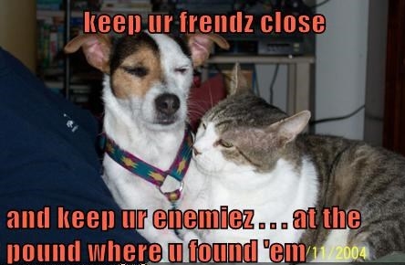 15 Funny Jack Russell Memes To Make Your Day 10