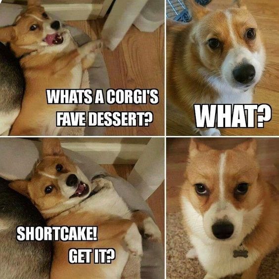 15 Funny Corgi Memes To Make Your Day 9