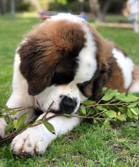 15 Pictures That Prove St Bernards Are Perfect Weirdos 10
