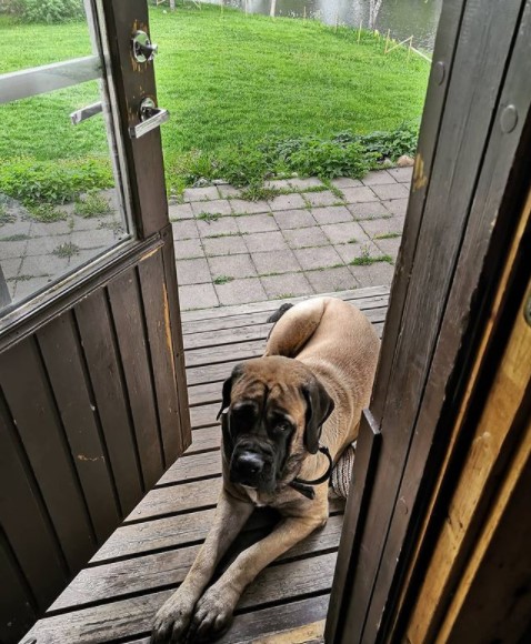 15 Pictures That Prove English Mastiffs Are Perfect Weirdos 10