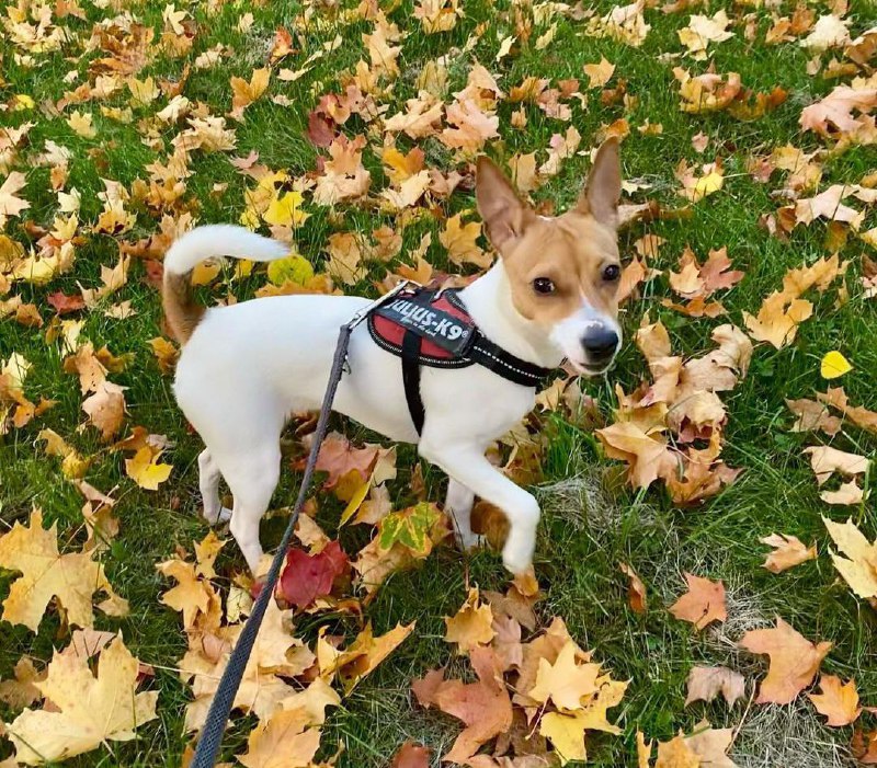 American Toy Fox Terrier 29