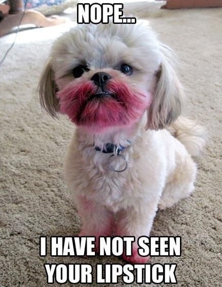 15 Funny Shih Tzu Memes To Make Your Day 10