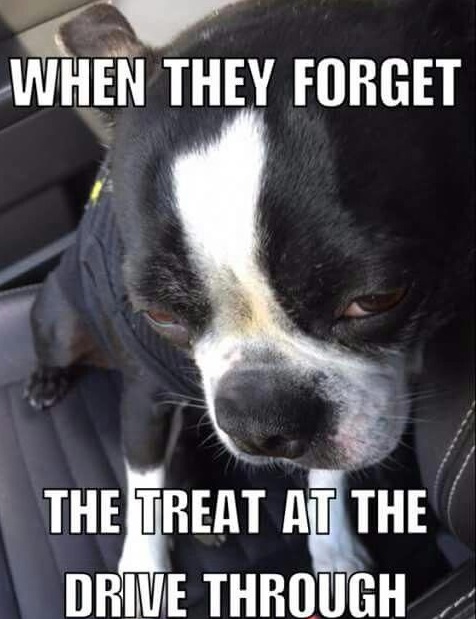 15 Funny Boston Terrier Memes To Make Your Day 10