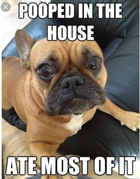 15 Funny French Bulldog Memes To Make Your Day 10